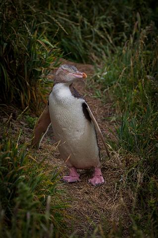 061 Moeraki, Katiki Point, Geeloogpinguin.jpg